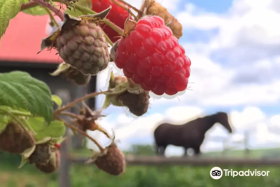 Green Mountain Orchards Inc