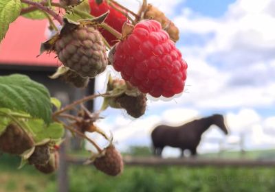 Green Mountain Orchards Inc