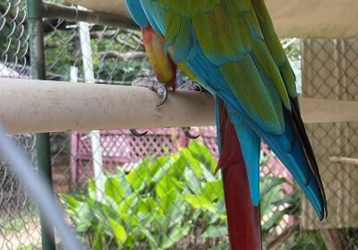 Uncle Sandy's Macaw Bird Park