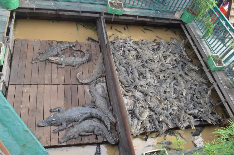 Siem Reap Crocodile Farm 주변 호텔