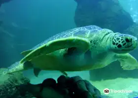 SEA LIFE Timmendorfer Strand