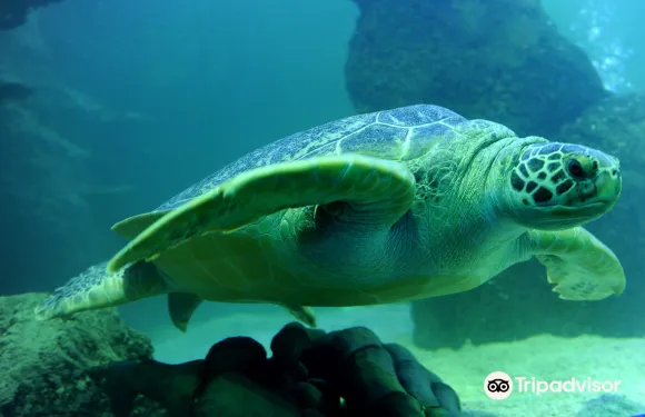 蒂門多爾費爾斯特蘭德