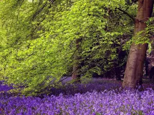 Thorp Perrow - Arboretum and Bird of Prey & Mammal Centre