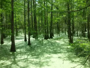 Anahuac National Wildlife Refuge