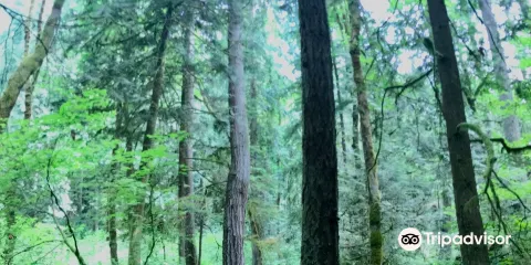 Squak Mountain State Park Natural Area