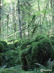 La Forêt de la Joux