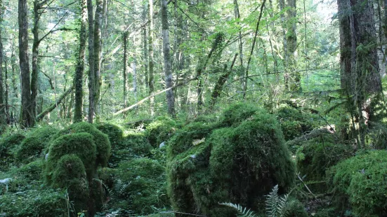 La Forêt de la Joux