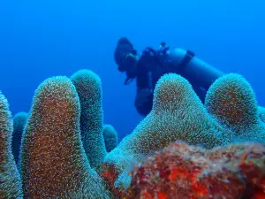 Corn Island Dive Center