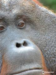 Orangutan & Dayak Adventure