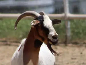 Longmeadow Rescue Ranch