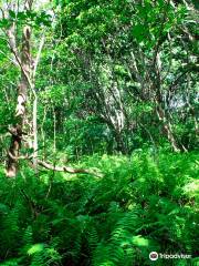 Jozani Chwaka Bay National Park