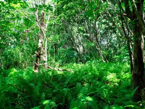 Jozani Chwaka Bay National Park