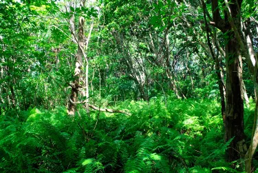 Jozani Forest