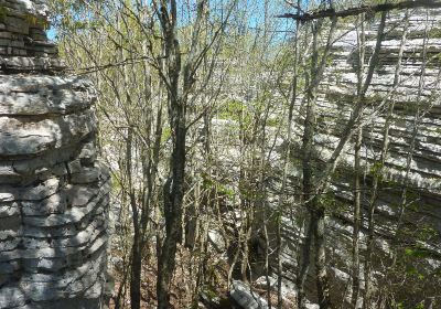 Stone Forest