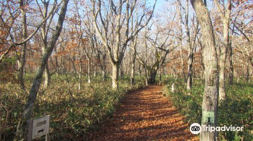 Pogawa Historical Place Forest Park