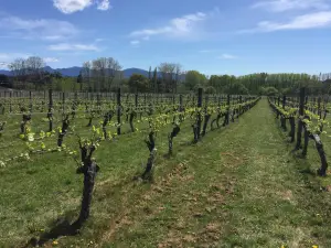 Neudorf Vineyards