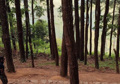 Vagamon Pine Forest