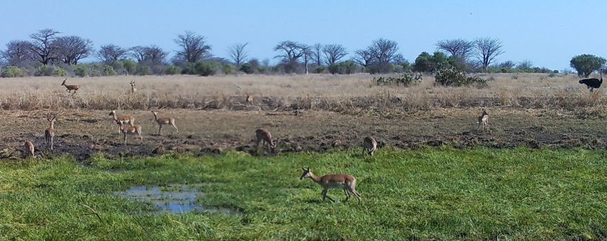 Banhine National Park