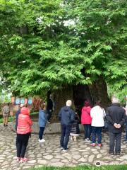 Giant Plane Tree