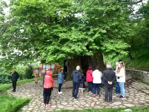 Giant Plane Tree