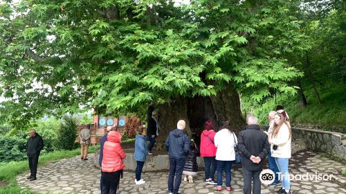 Giant Plane Tree