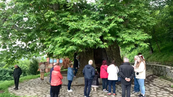 Giant Plane Tree