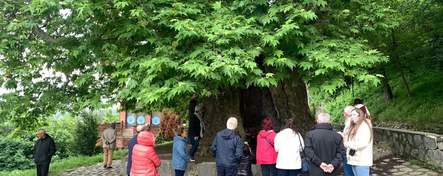 Giant Plane Tree