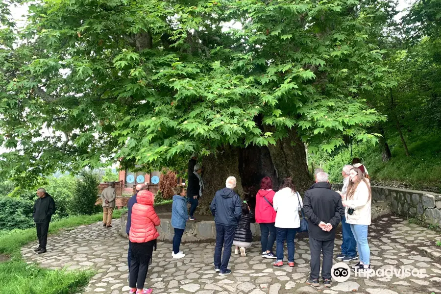 Giant Plane Tree