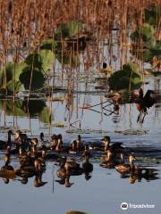 Mamukala Wetlands