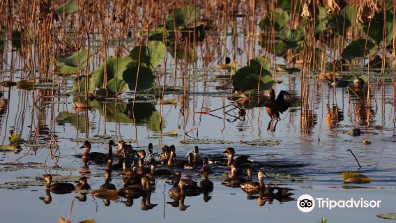 Mamukala Wetlands
