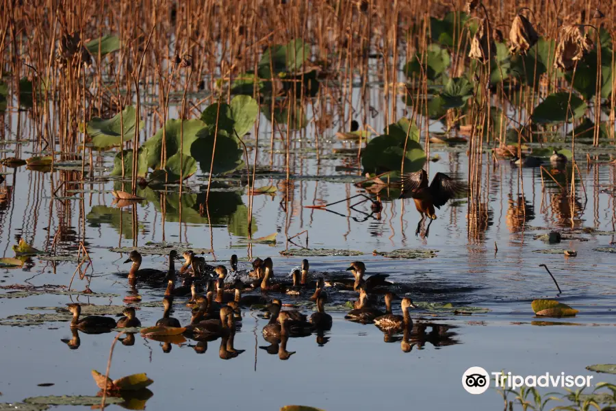 Mamukala Wetlands