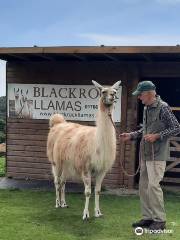 Black Rock Llamas