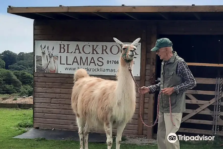 Black Rock Llamas