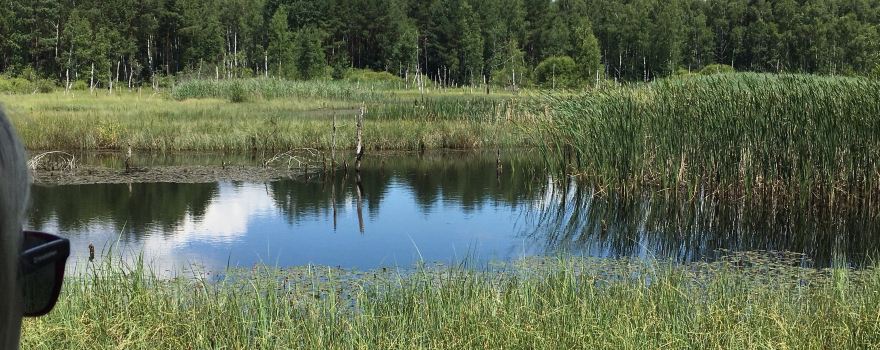 Marshland Nature Reserve Borkovicka