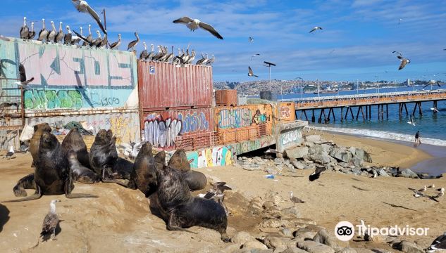 Playa Caleta Portales