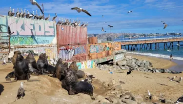 Playa Caleta Portales