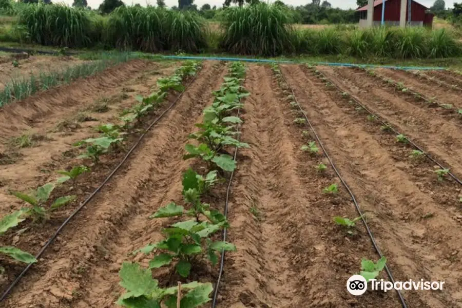 SvayChek Organic Farm