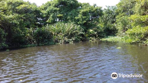 Muthurajawela Marsh