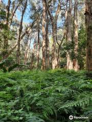 Kooloonbung Creek Nature Park