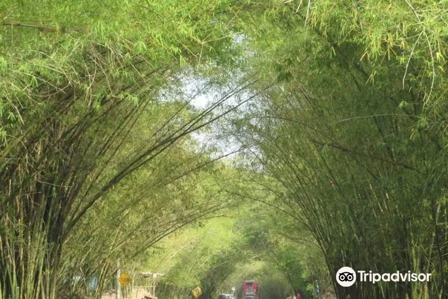 Bamboo Avenue