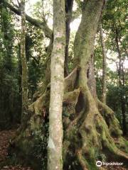 Antarctic Beech Trees