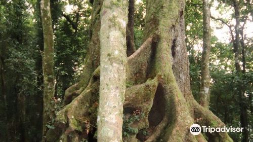 Antarctic Beech Trees