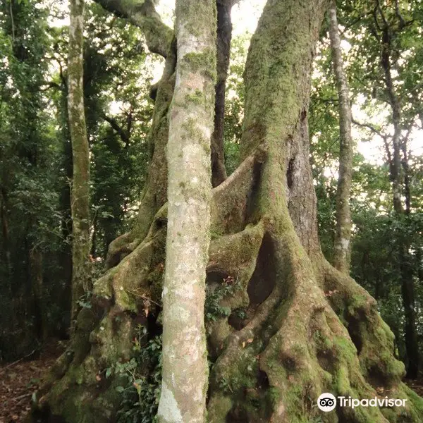 Antarctic Beech Trees