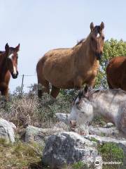 Campo Hipico Gato y Mancha