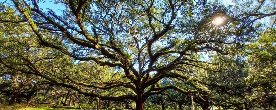 Lake Runnymede Conservation Area
