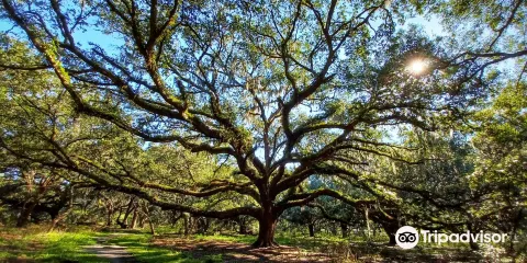 Lake Runnymede Conservation Area