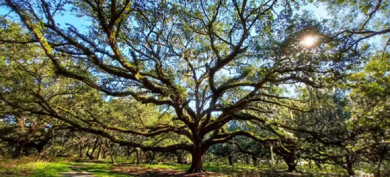 セント・クラウドのホテル