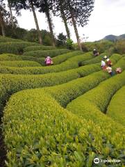 Moriuchi Tea Farm