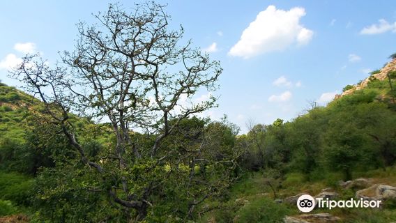 Ramgarh Visdhari Tiger Reserve, Bundi (RVTR Bundi)