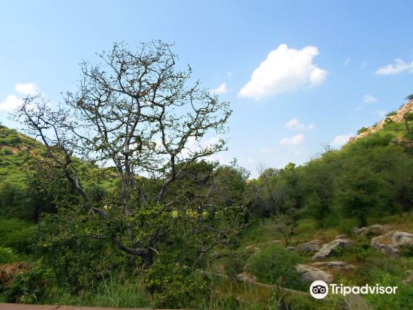 Ramgarh Vishdhari Tiger Reserve, RVTR Bundi